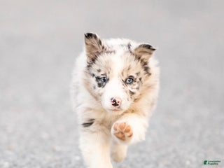 Mixed Breed dogs Cooper - Ad 42