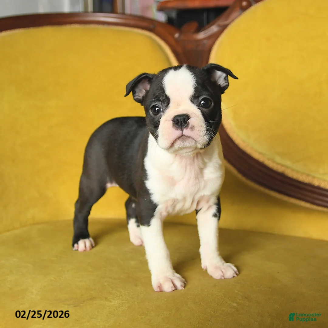 Boston Terrier dogs for sale: Sunshine - Ad 2