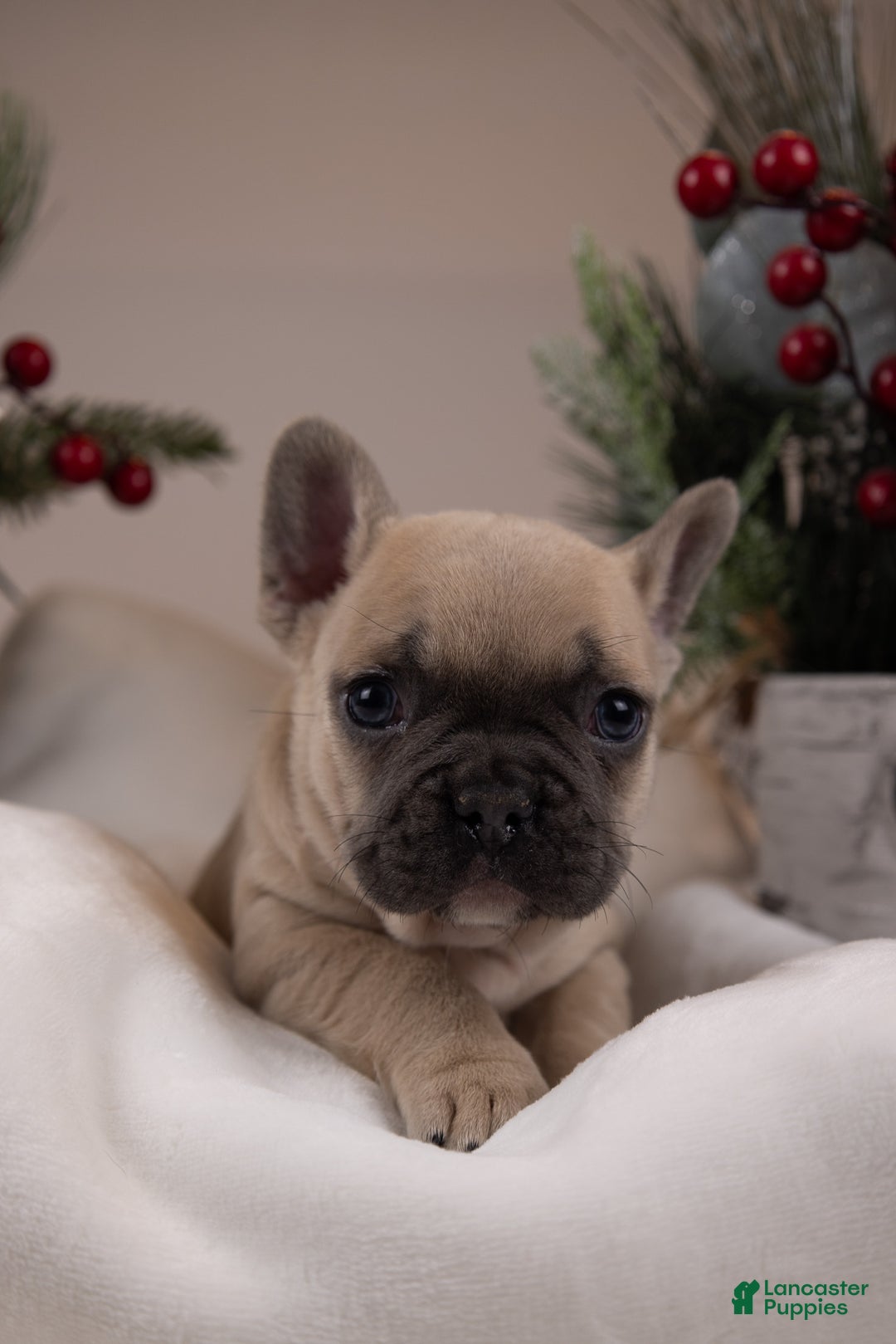 French Bulldog dogs for sale: Bluey - Ad 12