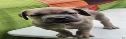 Cane Corso dogs for sale: COCO - Ad 20