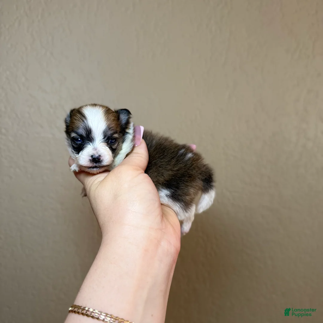 Pomeranian dogs for sale: Lailani - Ad 2