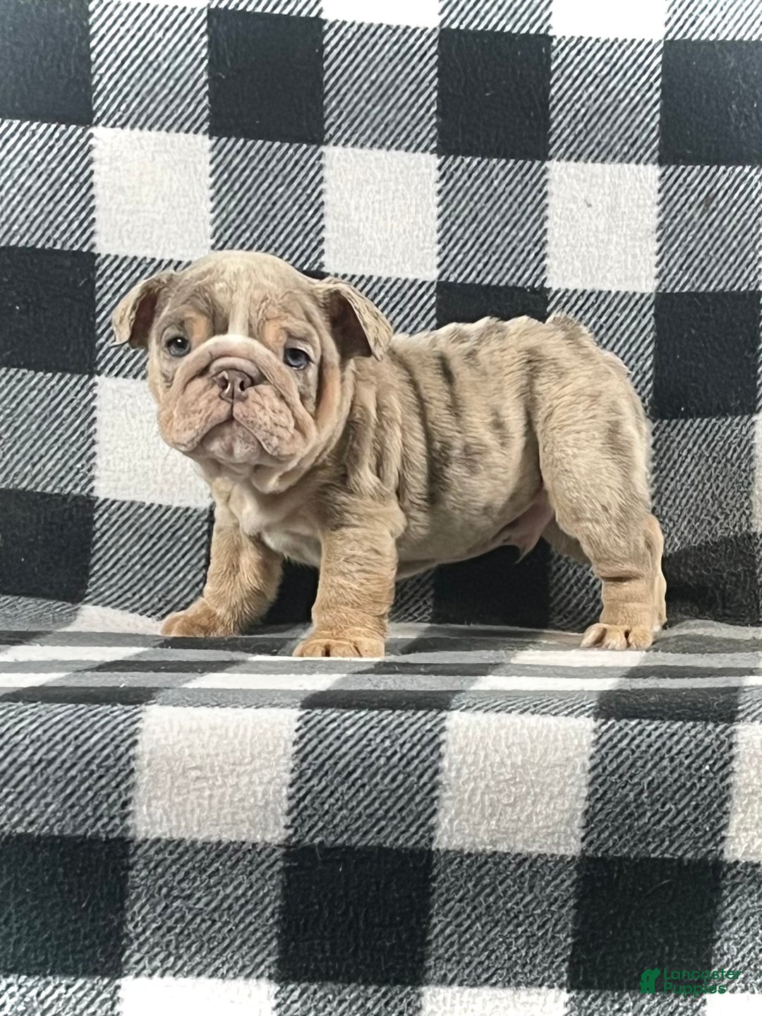 English Bulldog dogs for sale: Charlie  - Ad 3