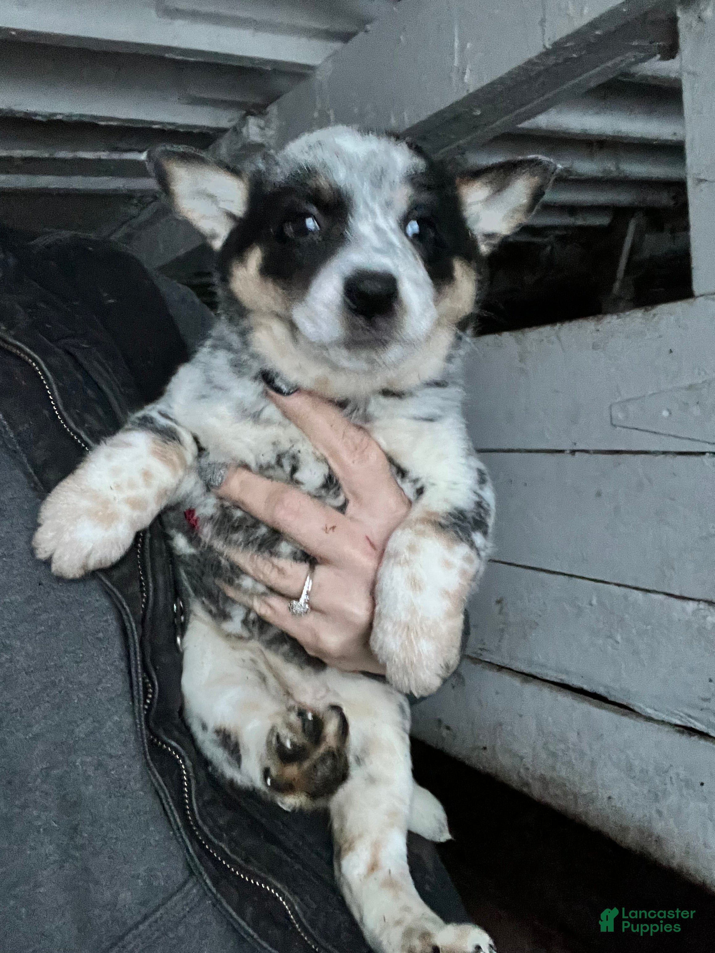 Australian Cattle Dog dogs Kayla - Ad 36