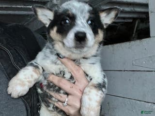 Australian Cattle Dog dogs Kayla - Ad 37