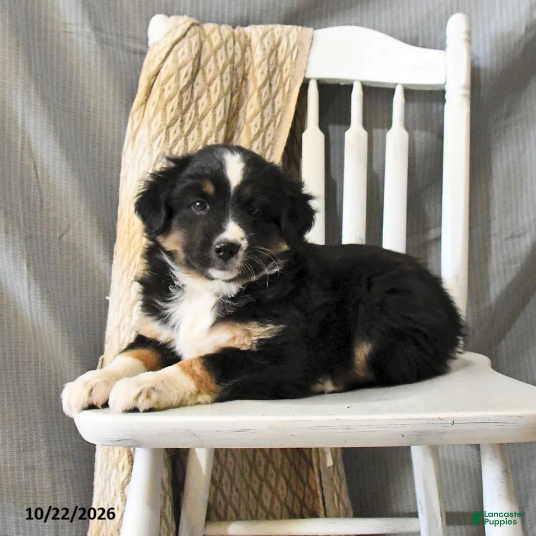 Miniature Australian Shepherd dogs for sale: Lollipop - Ad 2