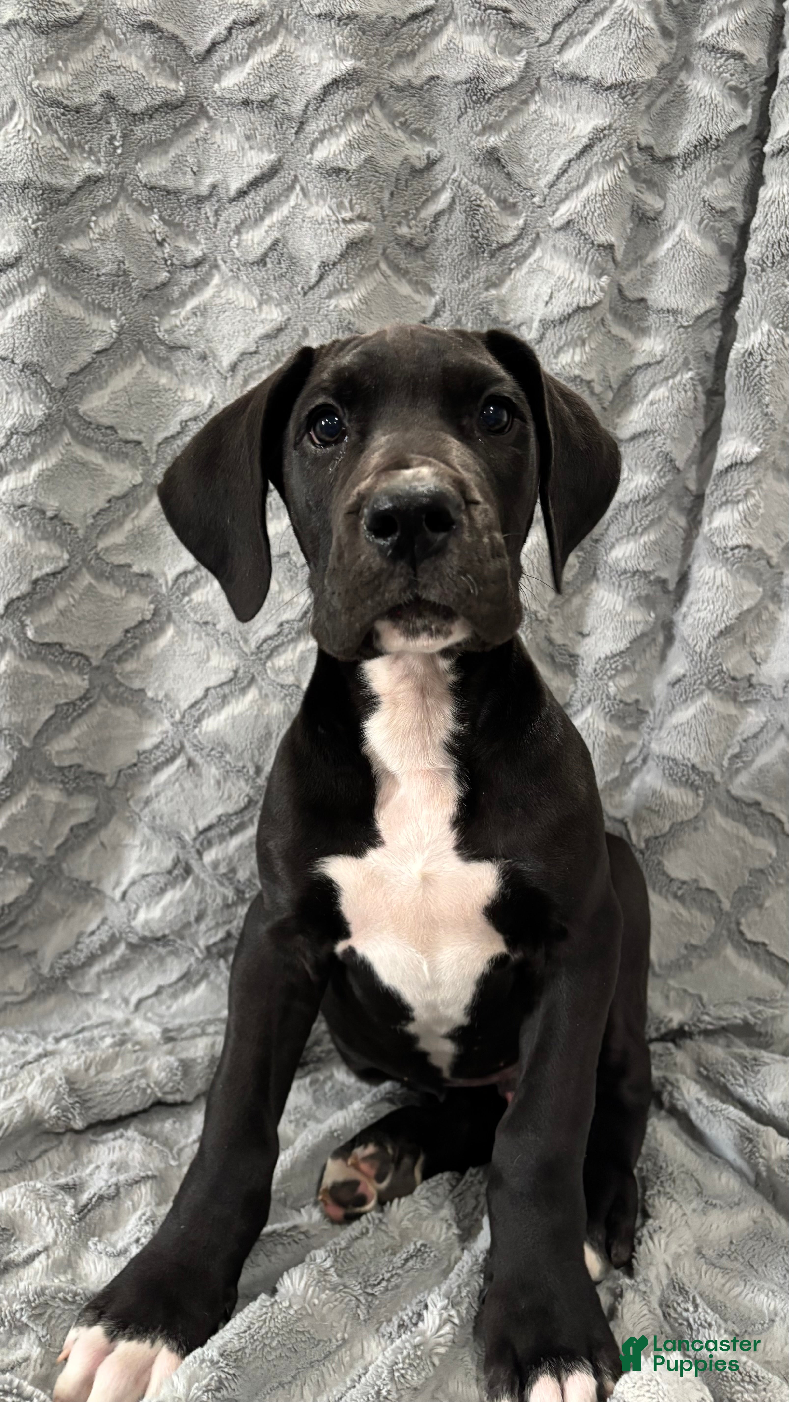 Great Dane dogs Louie - Ad 2