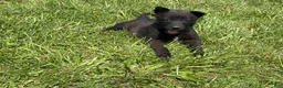 Belgian Malinois dogs for sale: Boulder - Ad 8