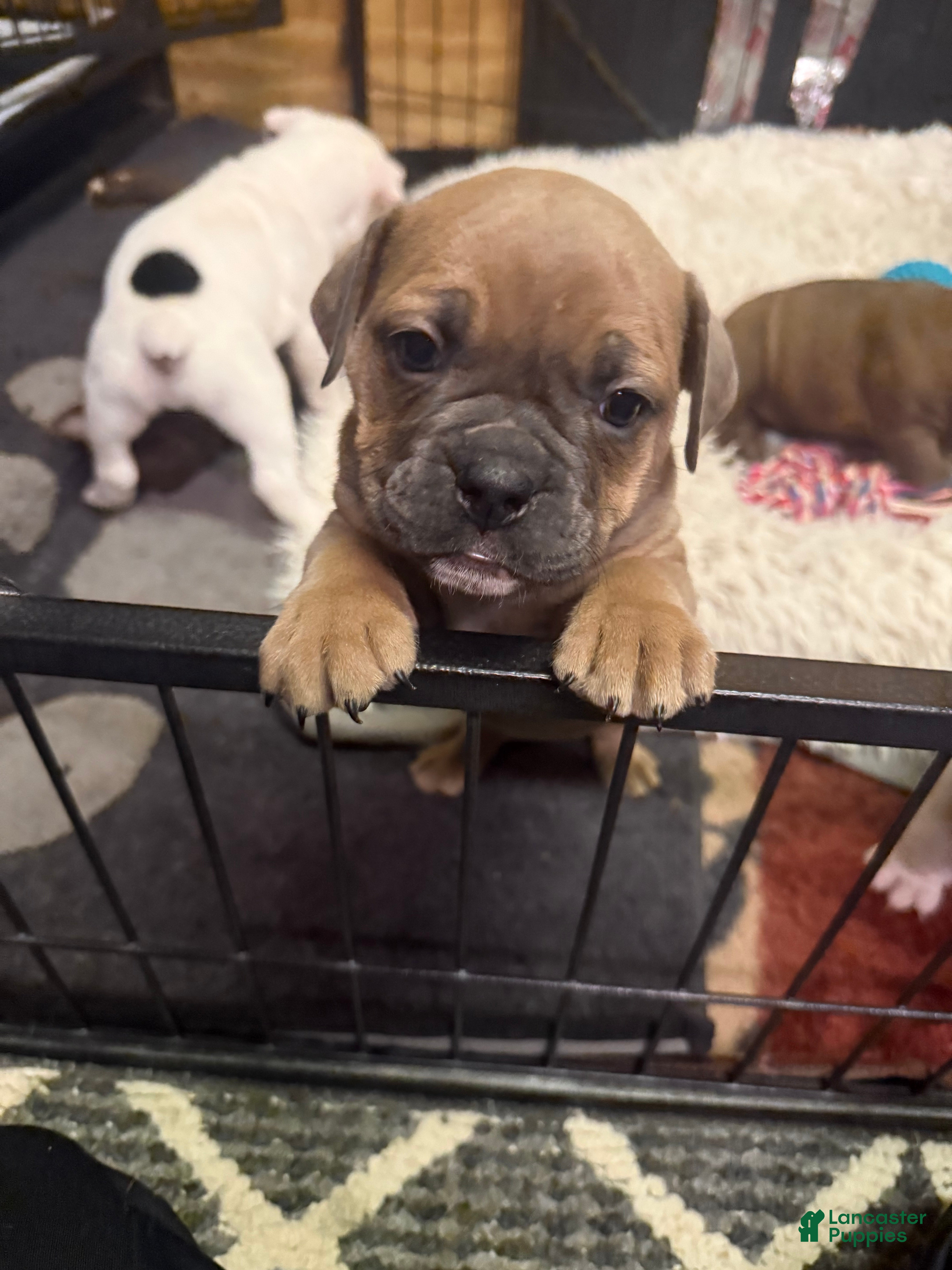 Olde English Bulldogge dogs Olde English Bulldogge Puppy 5 - Ad 24