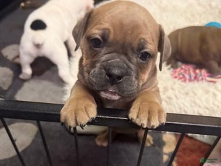 Olde English Bulldogge dogs Olde English Bulldogge Puppy 5 - Ad 38