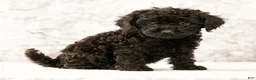 Havapoo dogs for sale: Dahlia - Ad 5