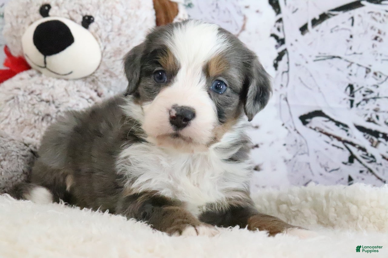 Bernedoodle dogs Sommers - Ad 38