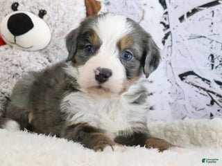 Bernedoodle dogs Sommers - Ad 38