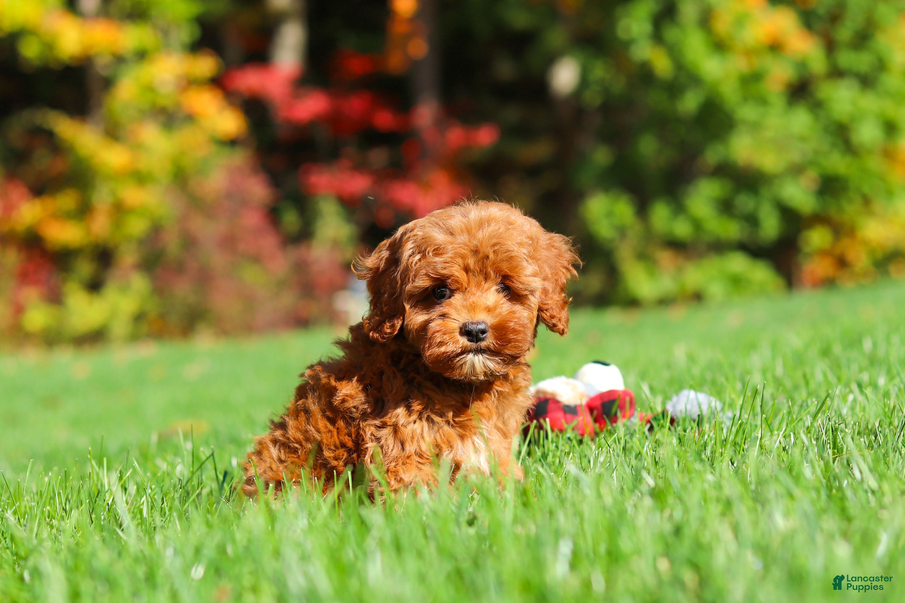 Cockapoo dogs Willow - Ad 1