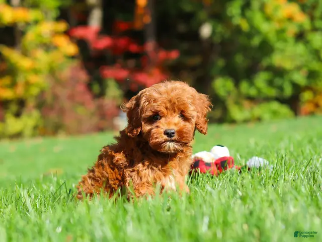 Cockapoo dogs Willow - Ad 1