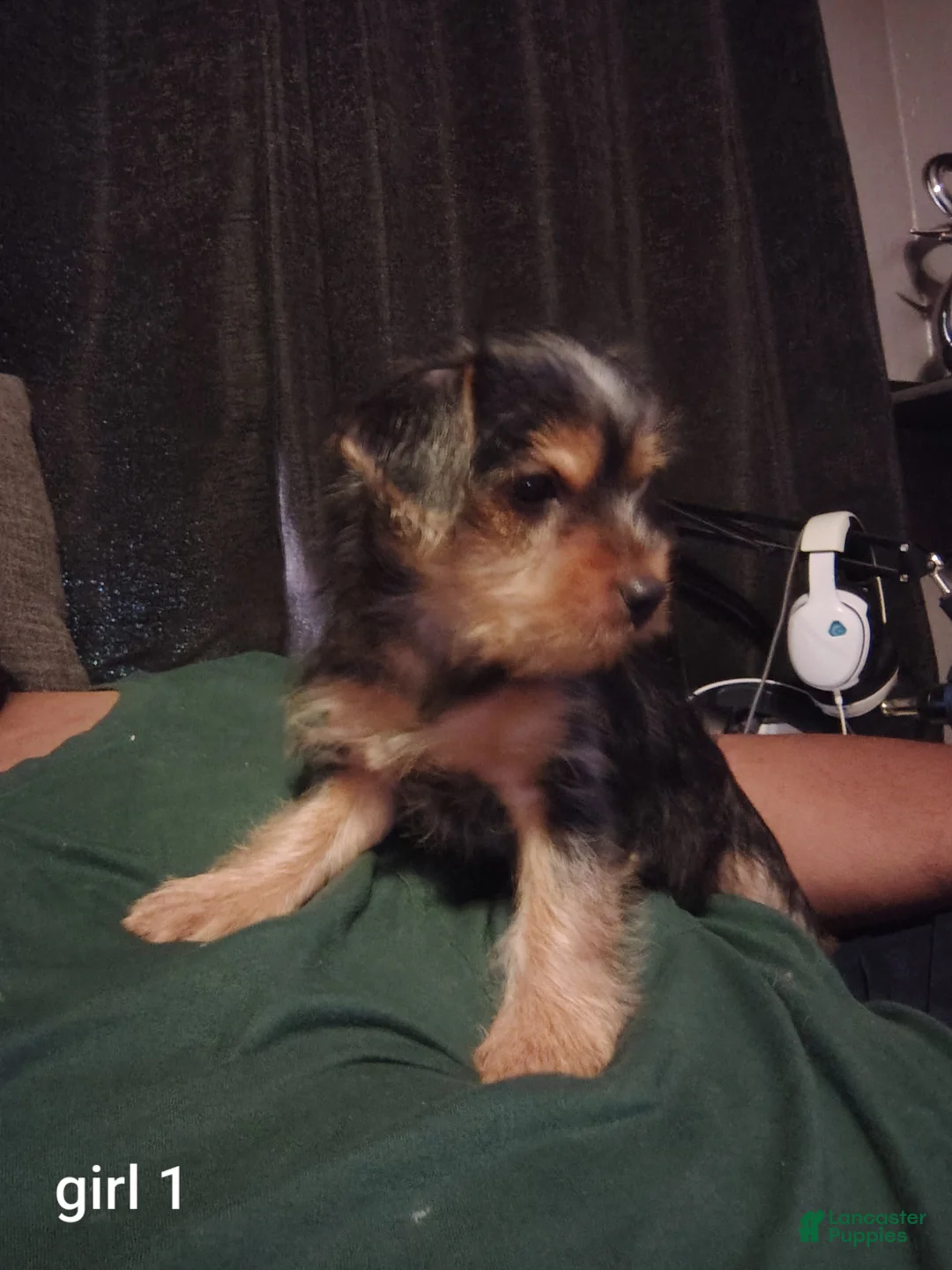 Yorkshire Terrier dogs for sale: Yorkshire Terrier 3 - Ad 1