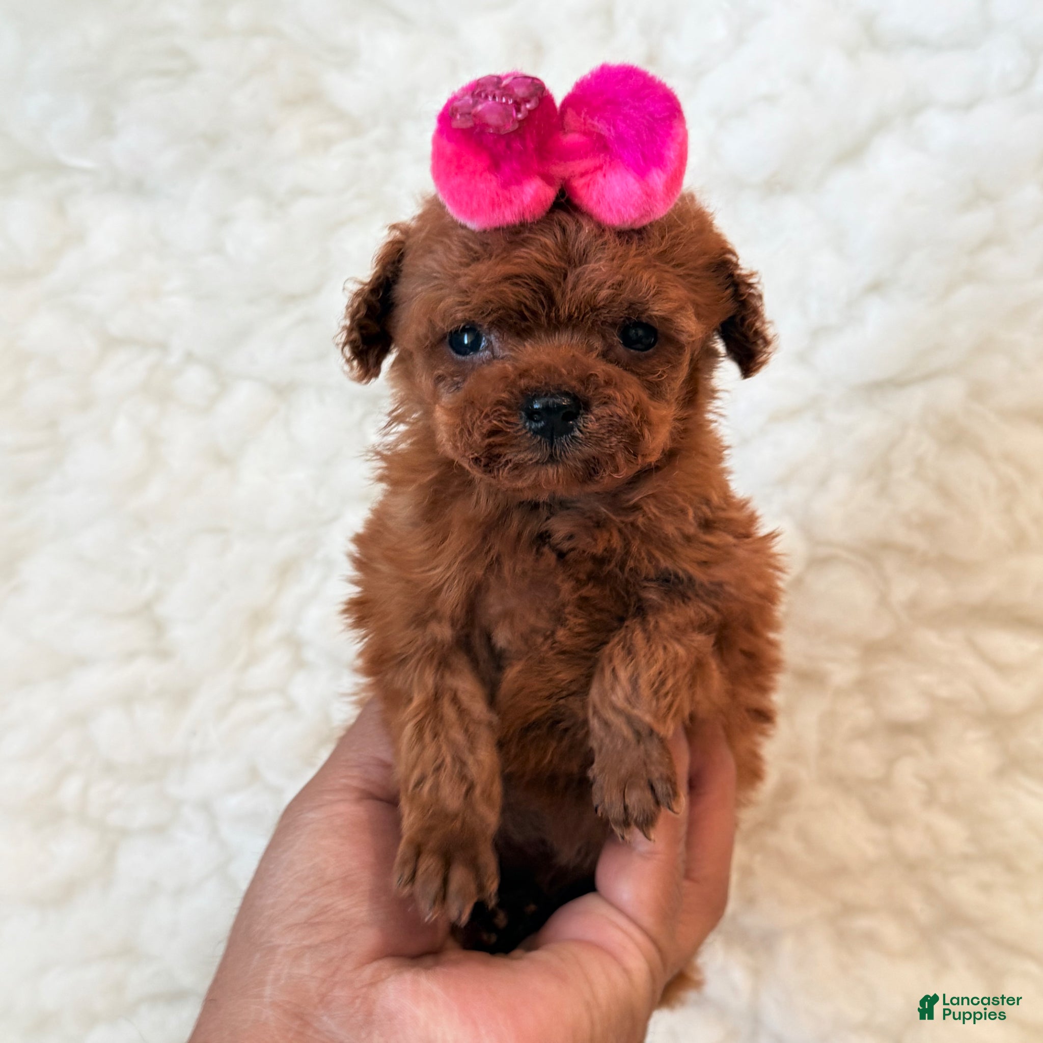 Toy Poodle dogs for sale: Baby girl teacup - Ad 2