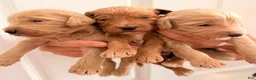 Goldendoodle dogs for sale: Copper  - Ad 2