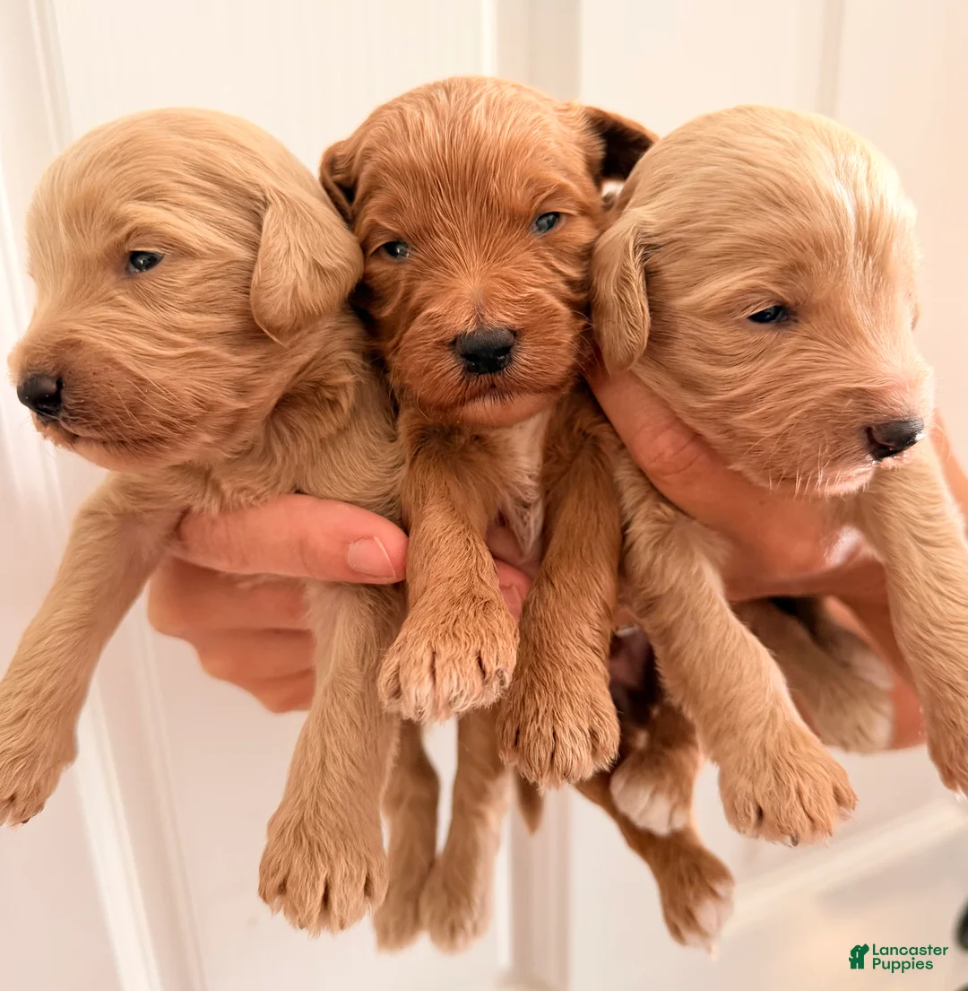 Goldendoodle dogs for sale: Copper  - Ad 2