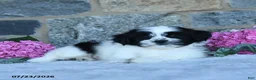 Malshi dogs for sale: Tootsie - Ad 3
