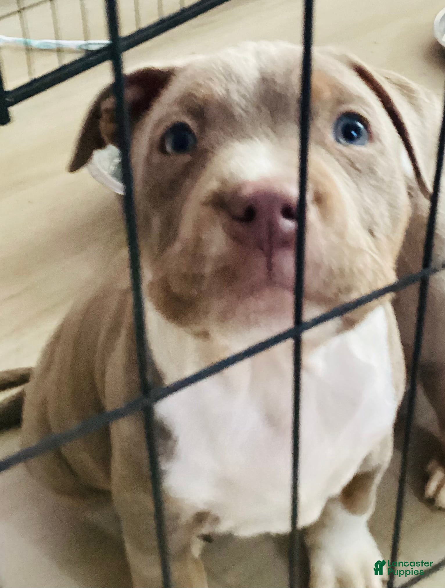 American Bully dogs American Bully Puppy 2 - Ad 12