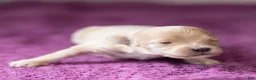 Maltipoo dogs for sale: Mac Maltipoo Puppy  - Ad 1