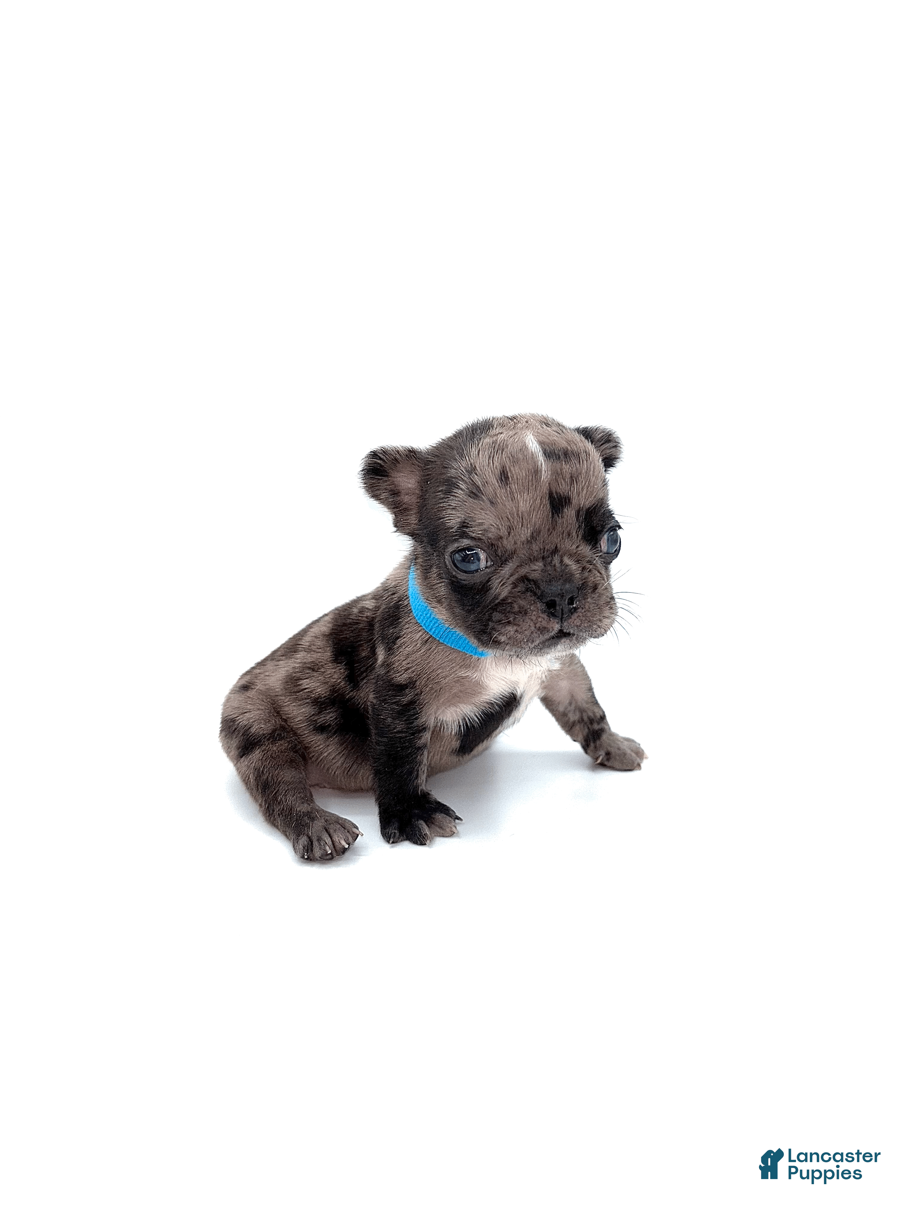 French Bulldog dogs French Bulldog Puppy 5 - Ad 11