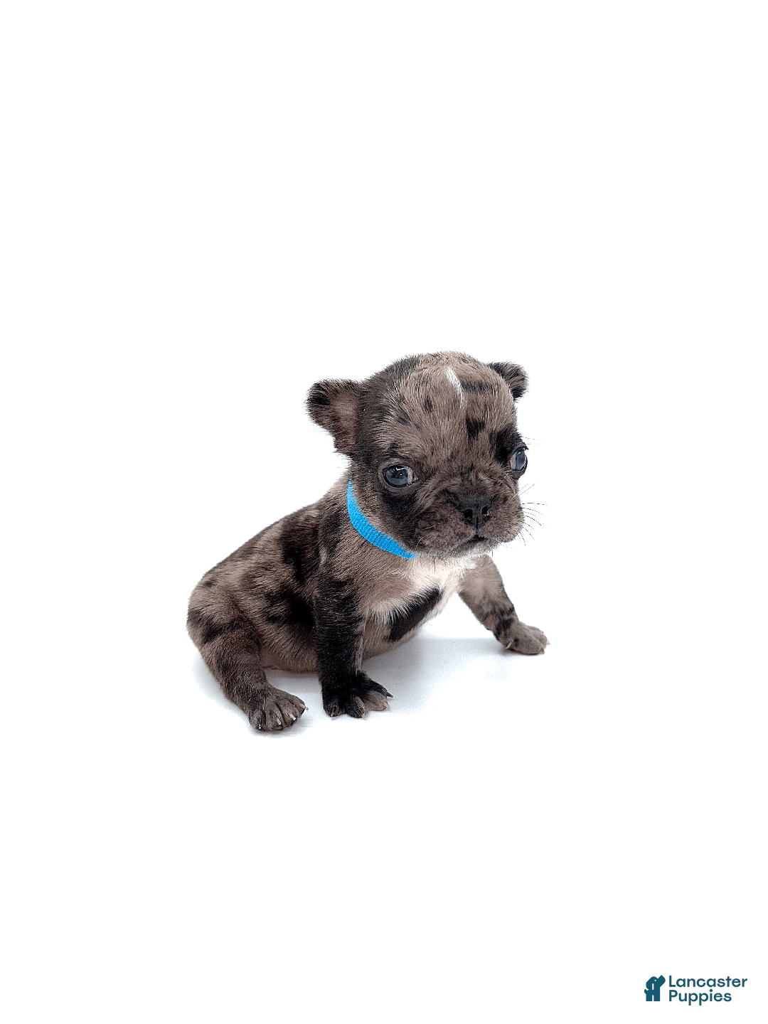 French Bulldog dogs for sale: French Bulldog Puppy 5 - Ad 1