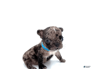 French Bulldog dogs French Bulldog Puppy 5 - Ad 35