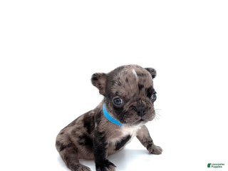 French Bulldog dogs French Bulldog Puppy 5 - Ad 31