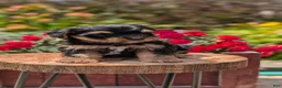 Yorkiepoo dogs for sale: Zya - Ad 3