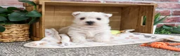 West Highland Terrier dogs for sale: Eric - Ad 4