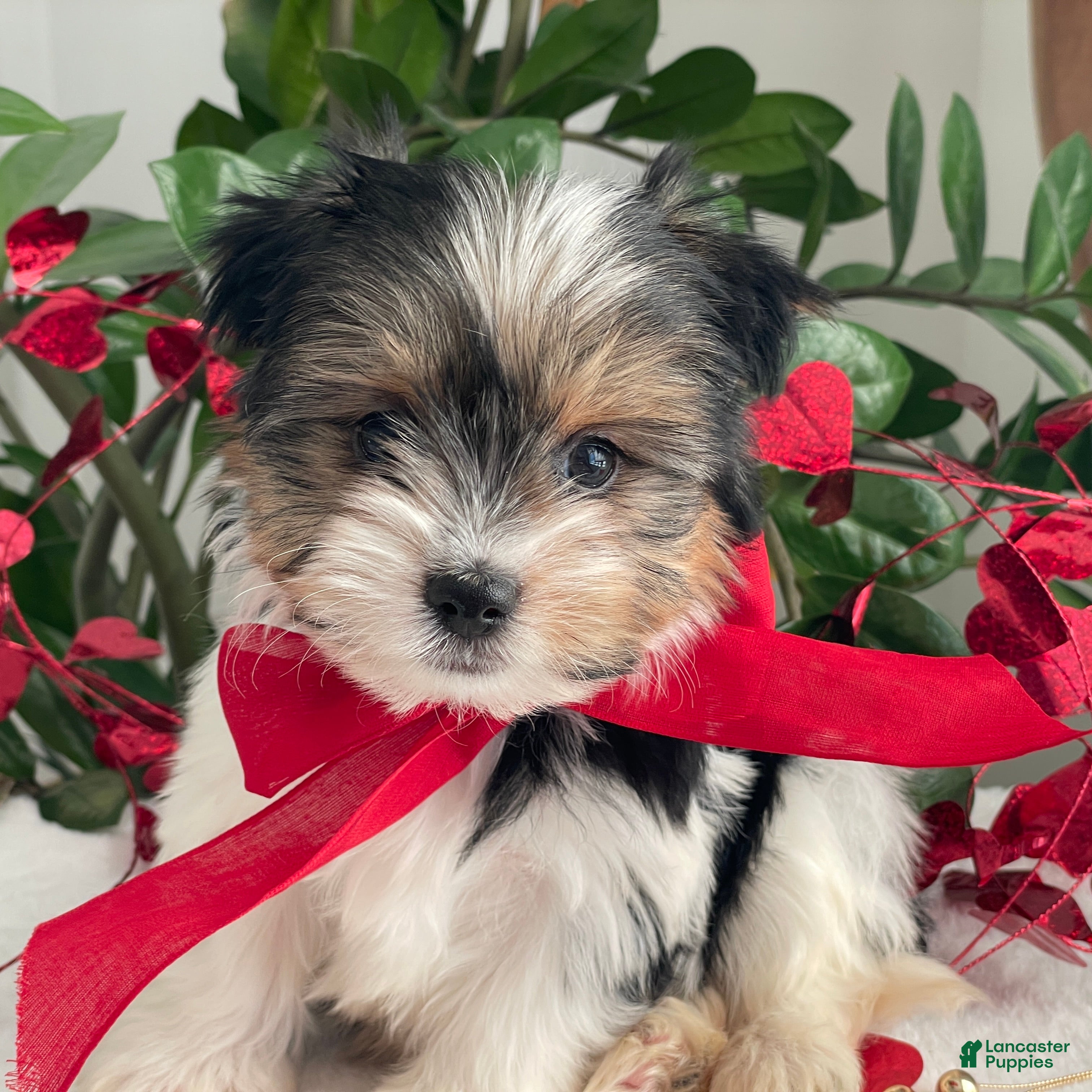 Biewer Terrier dogs Chico - Ad 5