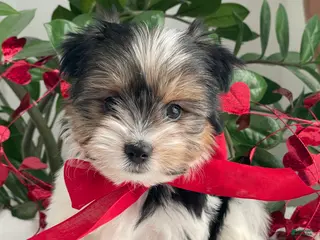 Biewer Terrier dogs Chico - Ad 11