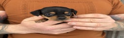 Chiweenie dogs for sale: Lyla - Ad 4