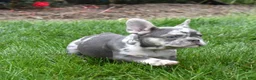 French Bulldog dogs for sale: Aspen - Ad 3