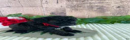 Mini Goldendoodle dogs for sale: Miss Wafer - Ad 11