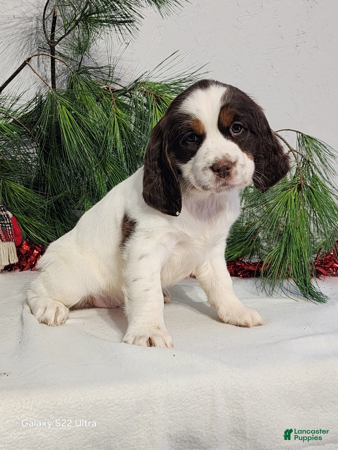 English Springer Spaniel dogs for sale: Marlene  - Ad 2