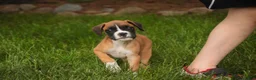 Boxer dogs for sale: Scott - Ad 8