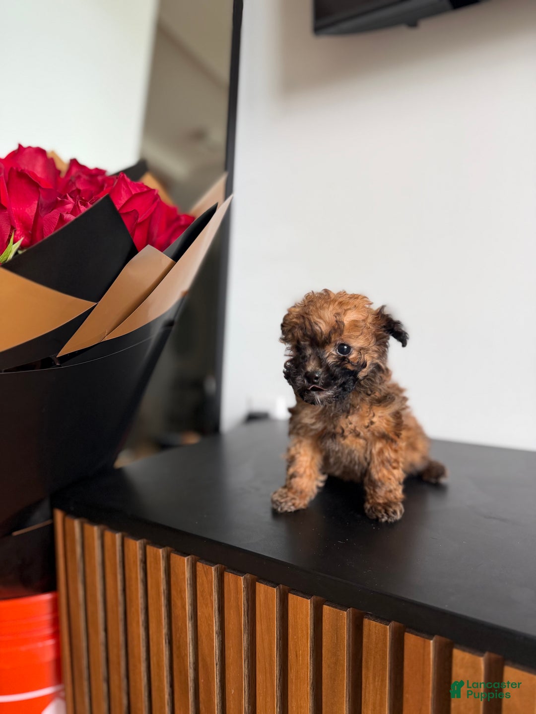 Toy Poodle dogs for sale: Teacup 4-5lbs - Ad 1
