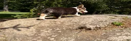 Welsh Corgi Pembroke dogs for sale: CLARK - Ad 8