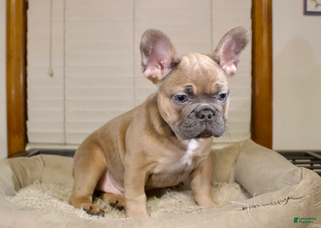French Bulldog dogs for sale: Toro - Ad 2