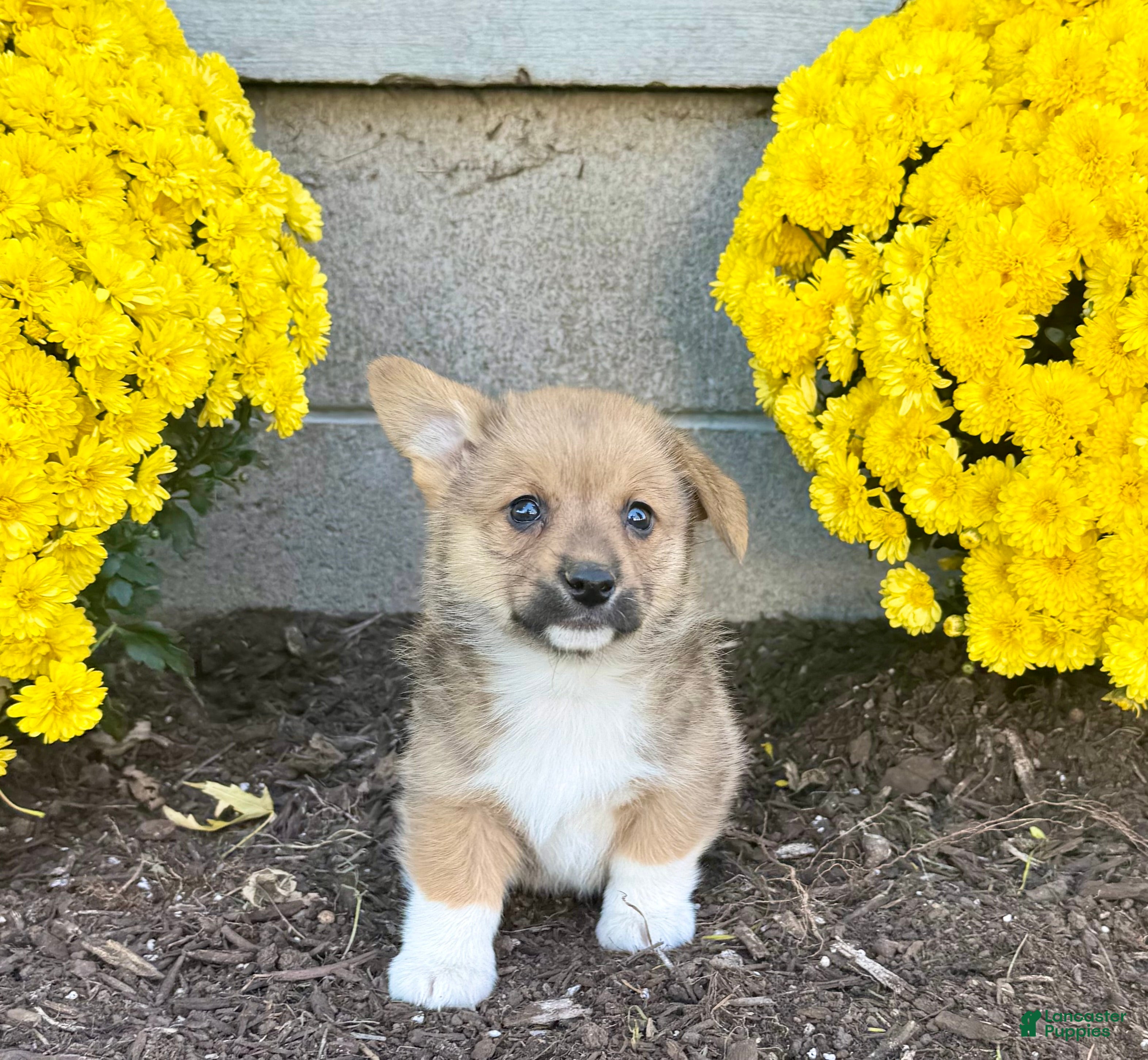 Welsh Corgi Pembroke dogs for sale: Sammy - Ad 2