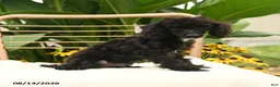 Toy Poodle dogs for sale: Quirk - Ad 5