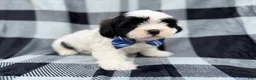 Shih Tzu dogs for sale: Simon - Ad 9