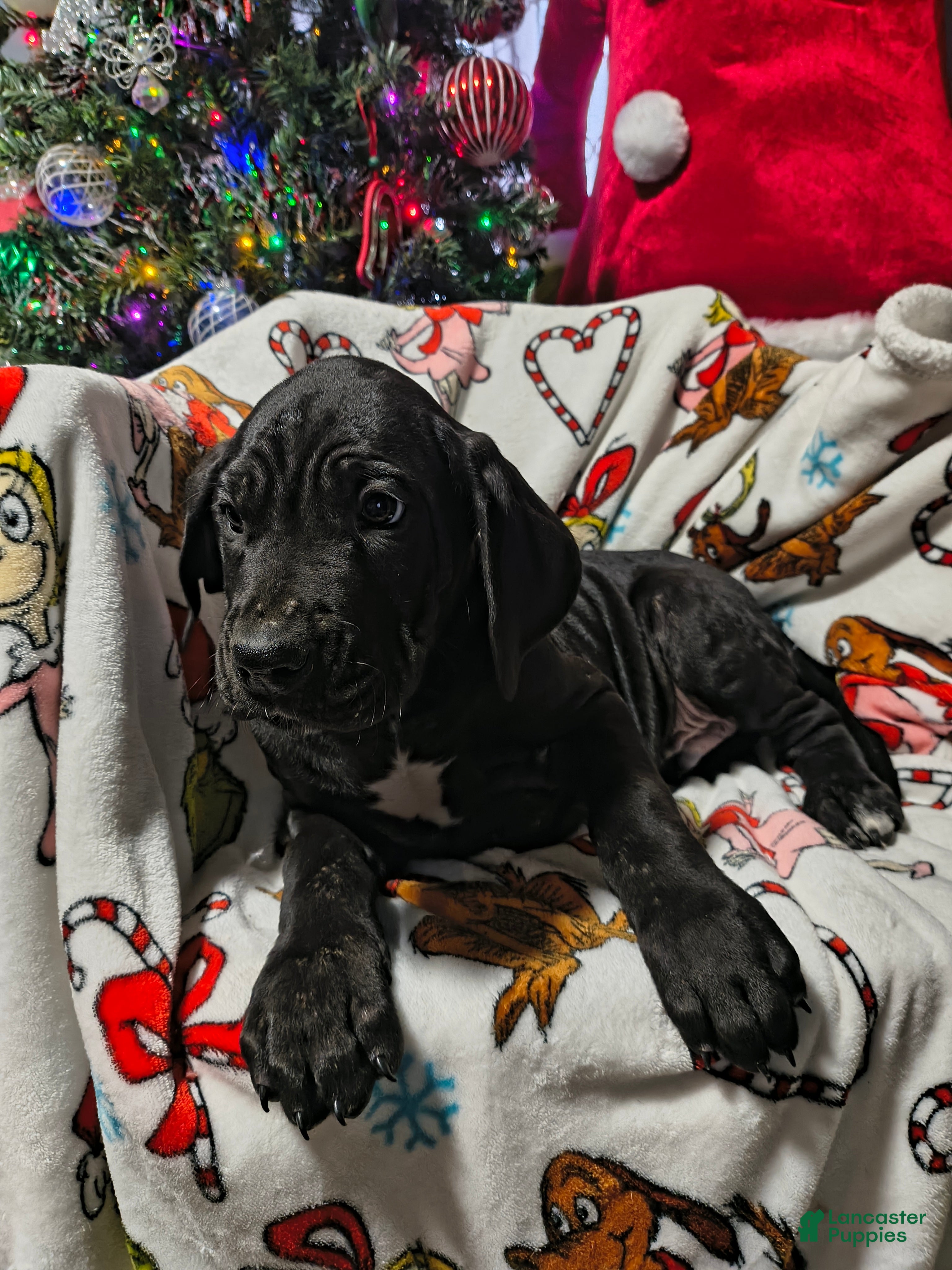 Great Dane dogs Dancer - Ad 20