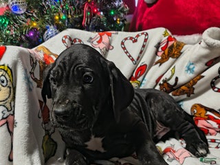 Great Dane dogs Dancer - Ad 36