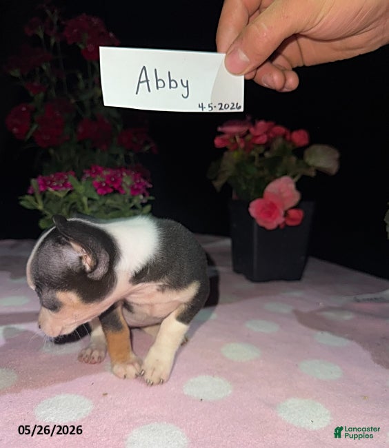Chihuahua dogs Abby - Ad 2