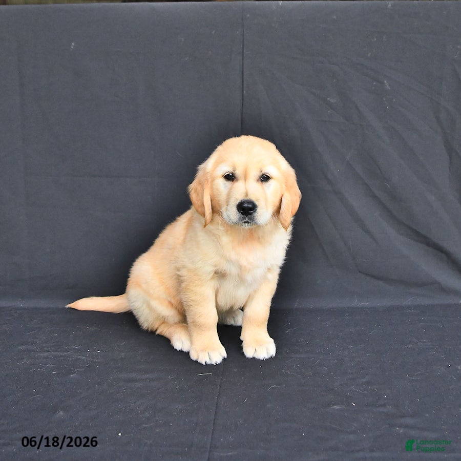Golden Retriever dogs Jax - Ad 2