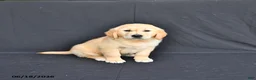 Golden Retriever dogs for sale: Jax - Ad 2