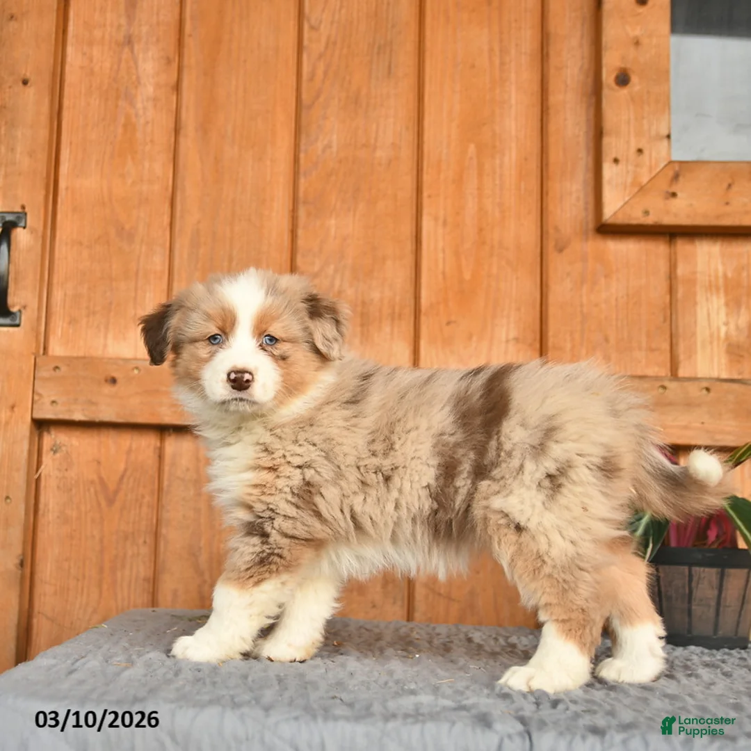Australian Shepherd dogs for sale: Annie  - Ad 3